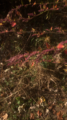 Oenothera curtiflora