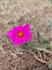 Portulaca grandiflora