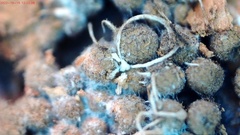 Cribraria argillacea