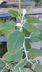 Salvia discolor