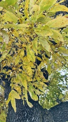 Fraxinus pennsylvanica