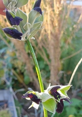 Salvia discolor