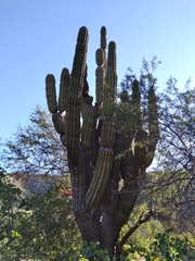 Pachycereus pringlei