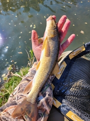 Catostomus commersonii