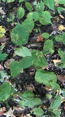 Solidago flexicaulis