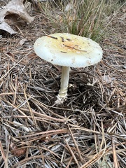 Amanita muscaria guessowii