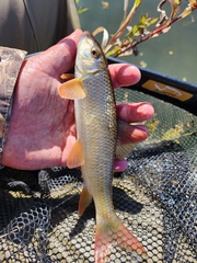 Moxostoma macrolepidotum