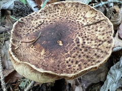 Echinoderma asperum