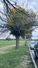 Fraxinus pennsylvanica