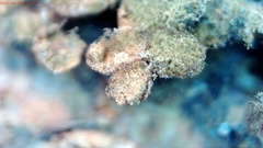 Cribraria argillacea