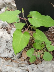 Matelea edwardsensis