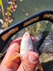 Moxostoma macrolepidotum