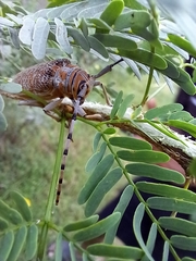 Celosterna scabrator