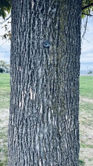 Fraxinus pennsylvanica