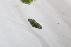 Pasiphila rectangulata