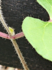 Matelea edwardsensis