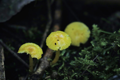 Mycena oregonensis