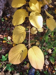Viburnum lantanoides image