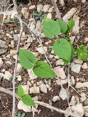 Matelea edwardsensis