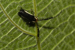 Hemilophus leucogramma