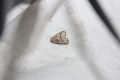 Oligia strigilis