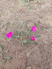 Portulaca grandiflora