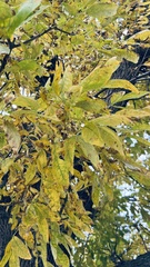 Fraxinus pennsylvanica
