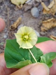 Physalis crassifolia