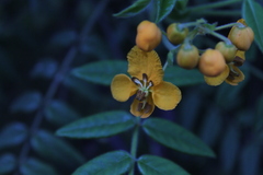 Senna stipulacea