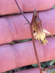 Nabalus serpentarius