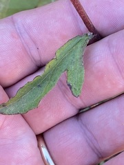 Nabalus serpentarius