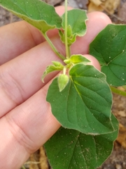 Physalis crassifolia