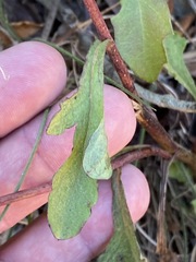 Nabalus serpentarius