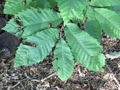 Castanea dentata
