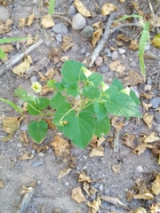 Physalis crassifolia