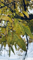 Fraxinus pennsylvanica