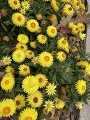 Xerochrysum