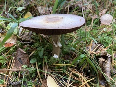 Agaricus sylvicola