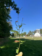 Persicaria hydropiper
