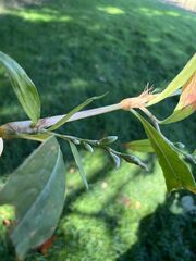 Persicaria hydropiper