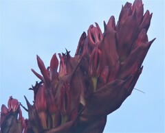 Doryanthes palmeri