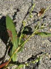 Persicaria hydropiper