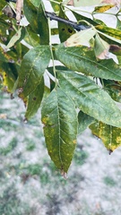 Fraxinus pennsylvanica