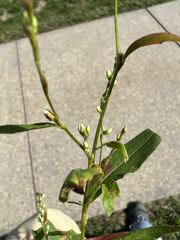 Persicaria hydropiper