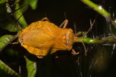 Spartocera