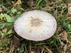 Agaricus sylvicola