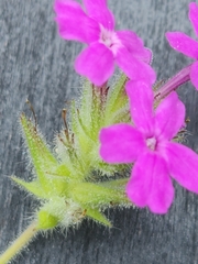 Glandularia tumidula