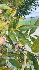 Fraxinus pennsylvanica