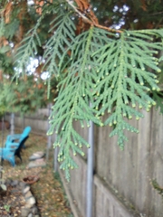 Thuja