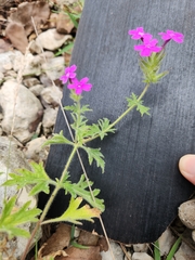 Glandularia tumidula